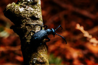 Bug - Macro