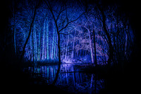 Audubon Lights